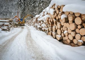 Baumfällung, Holzseilung im Winter - Holzernte Laubichler